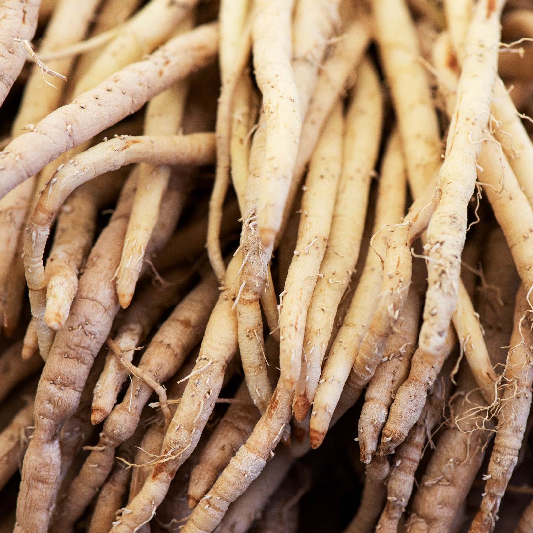 Shatavari - Asparagus racemosus