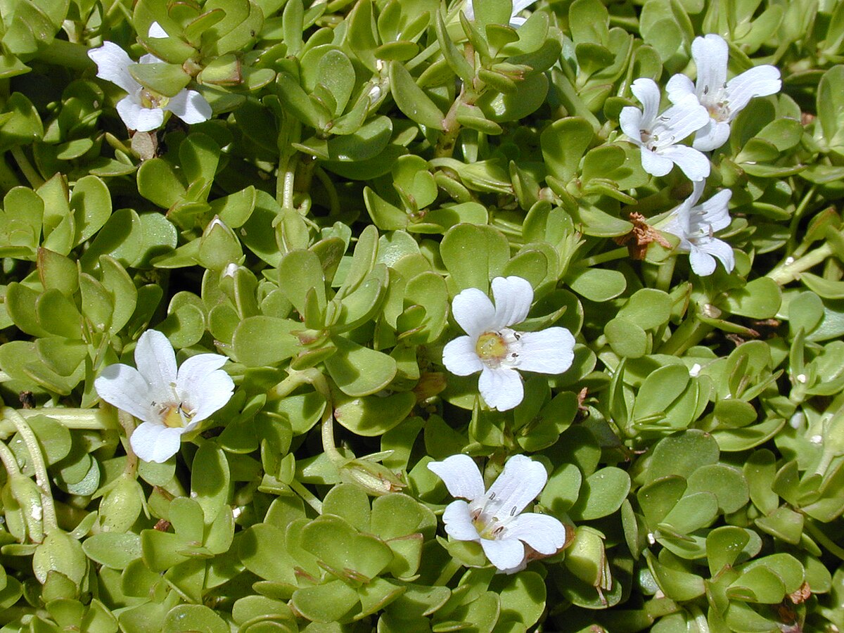 Brahmi - Saussurea obvallata